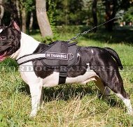 Nylon
dog harness with patches for Amstaff
