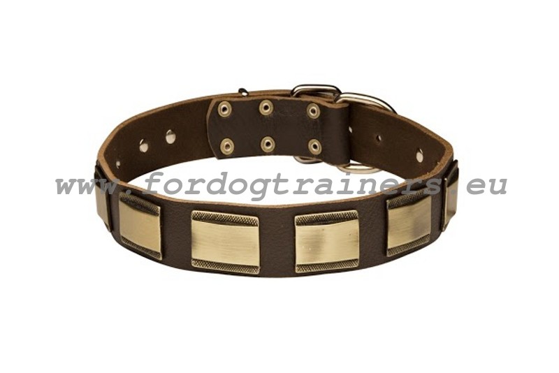 Designer Dog - Luxury Dog Collars