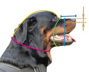 How to size a dog for fit muzzle
