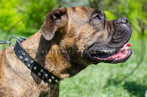 Dog Collar with Pyramids for Boxer - Click Image to Close